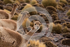 Group of vicuÃ±as in argentina at 4000 meters