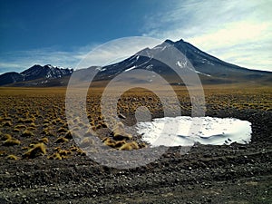 Group of vicuÃ±as on the landscape, with a vulcan on back