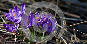 A group of violet crocus.