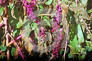 Violet fruits - flowers and plants with little leaves showing her beauty. photo