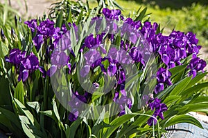 Group of violet irises flowers grows on a green background of leaves and grass in a park in summer