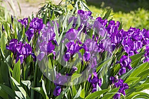 Group of violet irises flowers grows on a green background of leaves and grass in a park in summer