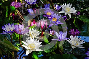 Group of violet lotus flowers and leaf in the pond