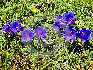 Group of violet meadow gentians