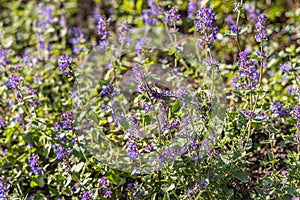 Group of violet wildflowers nepeta racemosa or catmint is on a green leaves background