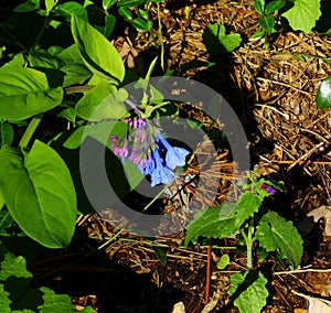 Group of Virginia Bluebells, Mertensia virginica