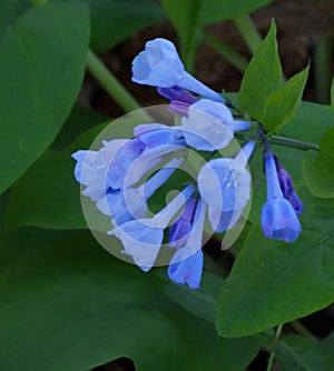 Group of Virginia Bluebells, Mertensia virginica
