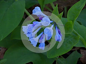 Group of Virginia Bluebells, Mertensia virginica