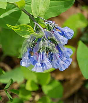 Group of Virginia Bluebells, Mertensia virginica