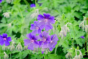 Group of vivid blue Pelargonium flowers commonly known as geraniums, pelargoniums or storksbills and fresh green leaves in small