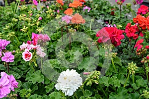 Group of vivid pink, red and white Pelargonium flowers known as geraniums, pelargoniums or storksbills and fresh green leaves in a