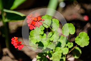 Group of vivid red Pelargonium flowers commonly known as geraniums, pelargoniums or storksbills and fresh green leaves in a pot