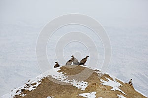 Group of vulture in Igdir photo