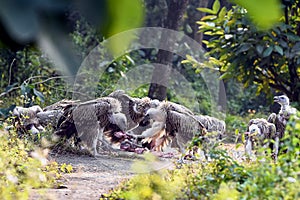 Group Of Vultures Feeding On Carcass On Forest Path In Dense Greenery