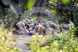 Group Of Vultures Feeding On Carcass On Forest Path In Dense Greenery