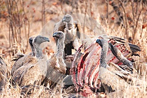 A group of vultures feeding on a kill