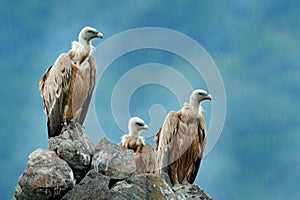 Group of vultures. Griffon Vulture, Gyps fulvus, big birds of prey sitting on the rocky mountain, nature habitat, Madzarovo, Bulga