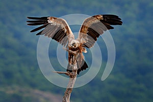 Group of vultures. Griffon Vulture, Gyps fulvus, big birds of prey sitting on rocky mountain, nature habitat, Madzarovo, Bulgaria