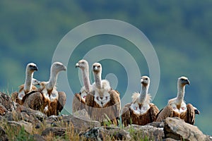 Group of vultures. Griffon Vulture, Gyps fulvus, big birds of prey sitting on stone, rock mountain, nature habitat, Madzarovo, Bul