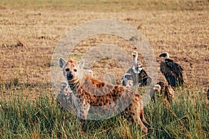 Group of vultures and one hyena looking at the camera in african savannah