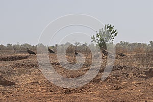 Group of vultures