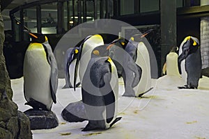 A group or waddle of King Penguins at Sydney Aquarium