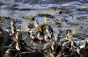 Group of Wading Birds of West Central Scotland photo