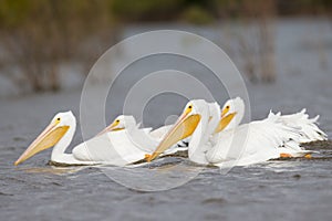 Group of wading white pelicans