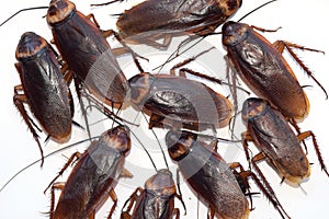 Group walk cockroach isolate on white background