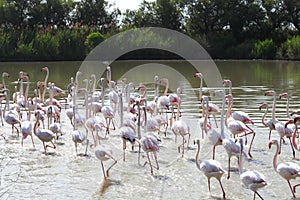 Group of walking flamingos, Camargue region, France