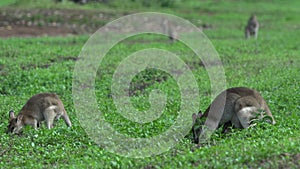 Group wallabies with wallaby with baby in here pouch in Mission Beach Queensland, Australia.