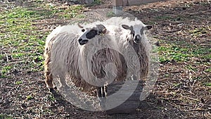 A group of Wallachian sheep in a pen. Breed originated from Wallachia, Czech Republic. Sheep or domestic sheep -