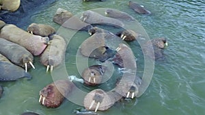 Group of walruses on coastand wter of Arctic Ocean aero view on New Earth.