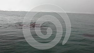 Group of walruses dive in water of Arctic Ocean in Svalbard.