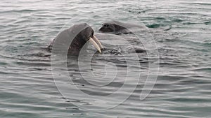 Group of walruses dive in water of Arctic Ocean in Svalbard.