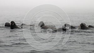 Group of walruses are floating in water in fog of Arctic Ocean in Svalbard.