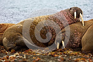 Group of walruses lying together on the shore at Svalbard, Norway