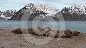 Group of walruses relax near water on shore of Arctic Ocean in Svalbard.