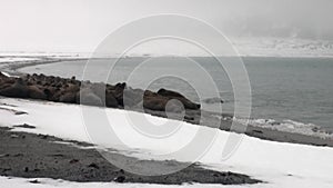 Group of walruses relax near water on snow shore of Arctic Ocean in Svalbard.