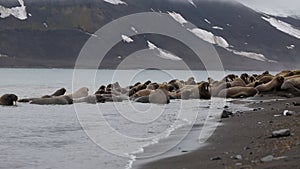 Group of walruses relax on shore of Arctic Ocean in Svalbard.