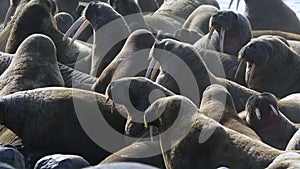 Group of walruses relax on shore of Arctic Ocean in Svalbard.