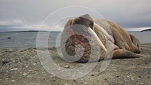 Group of walruses relax on shore of Arctic Ocean in Svalbard.