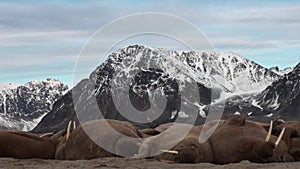 Group of walruses relax on shore of Arctic Ocean in Svalbard.