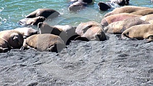 Group of walruses rest on shores of Arctic Ocean on New Earth in Russia.