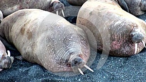 Group of walruses rest on shores of Arctic Ocean on New Earth in Russia.