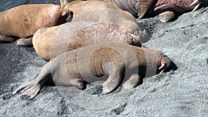 Group of walruses rest on shores of Arctic Ocean on New Earth in Russia.