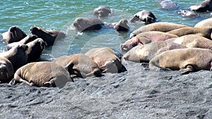 Group of walruses rest on shores of Arctic Ocean on New Earth Vaigach Island.