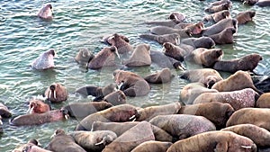 Group of walruses rest in water of Arctic Ocean on New Earth in Russia.