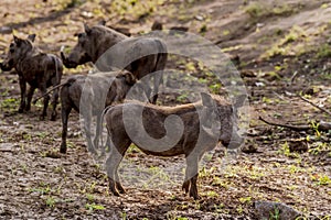 Group of Warthogs Phacochoerus africanus in evening sun