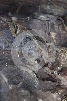 Group of warthogs sleeping